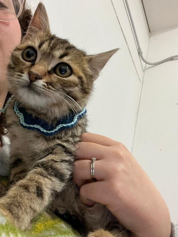 Lillo Micio In Pericolo